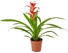 Bromelien