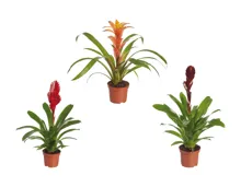 Bromelien-Mix Eco