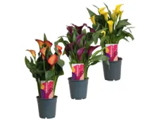 Calla