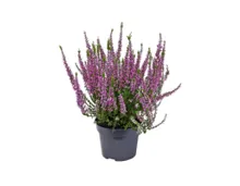 Calluna