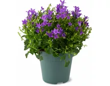 Campanula Mix