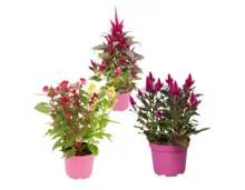 Celosia