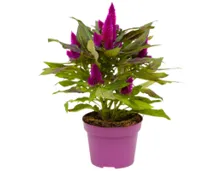 Celosia Venezuela T15