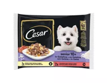 CESAR Hundefutter, in Gelee Senior, 4x100g