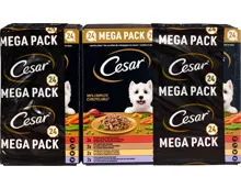 Cesar Hundenassfutter