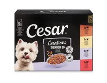 Cesar Pouch Multipack Senior 12x100g