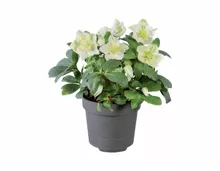 Christrose (Helleborus Niger)