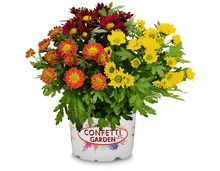 Chrysantheme «Tricolor»