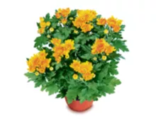 Chrysantheme, verschiedene Farben, Topf Ø 12 cm