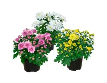 Chrysanthemen