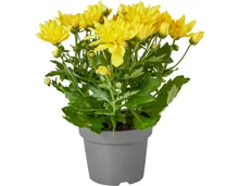 Chrysanthemen
