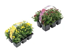 Chrysanthemen