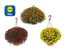 Chrysanthemen Ampel «Skyfall»
