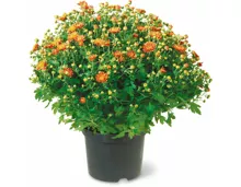 Chrysanthemen Busch