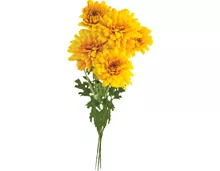 Chrysanthemen