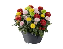Chrysanthemen Flowerpops in Schale