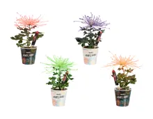 Chrysanthemen Flowerrockets