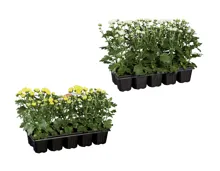 Chrysanthemen «Garden Mum»