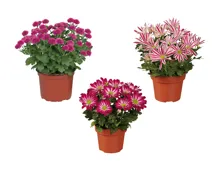 Chrysanthemen Multiflora