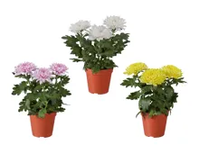 Chrysanthemen Zembla, 3er Mix