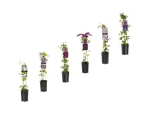Clematis T17