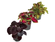 Coleus T17