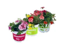 Confetti Garden