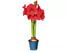 Coop Home and More Amaryllis