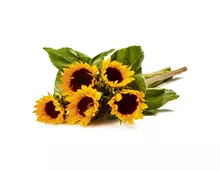 Coop Oecoplan Bio-Sonnenblumen