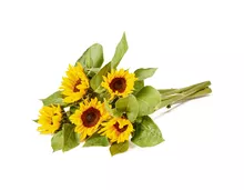 Coop Oecoplan Bio-Sonnenblumen