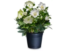 Coop Premium Christrose (Helleborus niger), Topf Ø 15 cm