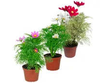 Cosmea T19