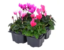 Cyclamen