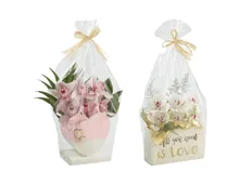 Cymbidium Valentin, 6er