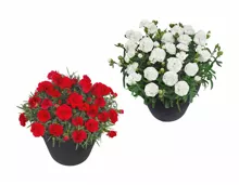 Dianthus adorables