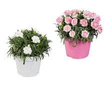 Dianthus caryophyllus