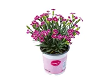 Dianthus «Pink Kisses»