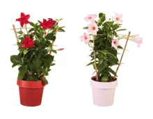 Dipladenia am Spalier