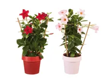 Dipladenia am Spalier