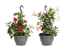 Dipladenia Ampel