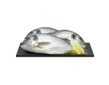 Dorade Royale ASC 3 Stück