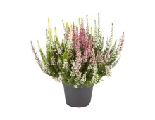 Dreifarbige Calluna Vulgaris