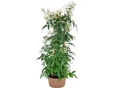 Duftende Jasmin-Pyramide