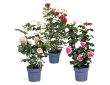 Duftrose