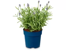 Echter Lavendel «Angustifolia aromatico»