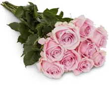 Edelrosen, Fairtrade