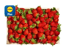 Erdbeeren