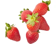Erdbeeren Premium