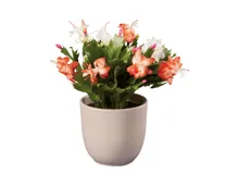 Esmara Schlumbergera Duo