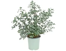 Eukalyptus